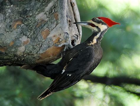 Woodpecker   Wikipedia