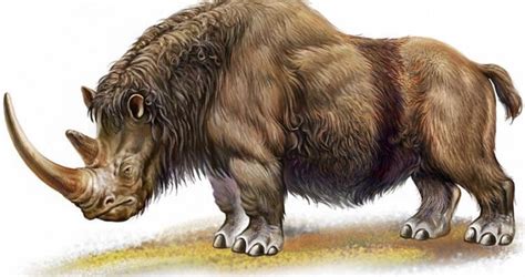 Woolly rhinos went extinct around 10000 years ago. They weighed up to ...