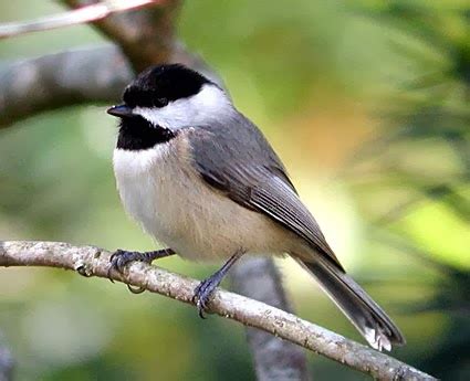 World Beautiful Birds : Carolina Chickadee | Birds Facts ...