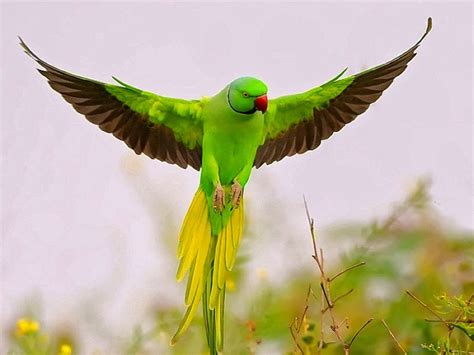 World Beautiful Birds : World Beautiful Parrots | Facts ...