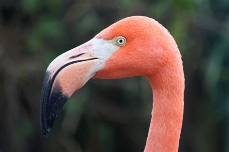 World Bird Sanctuary: Growing Up Flamingo
