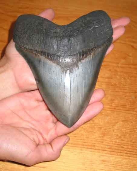 WORLD CLASS 6.575 INCH  16.7cm  MEGALODON SHARK TOOTH FOR ...