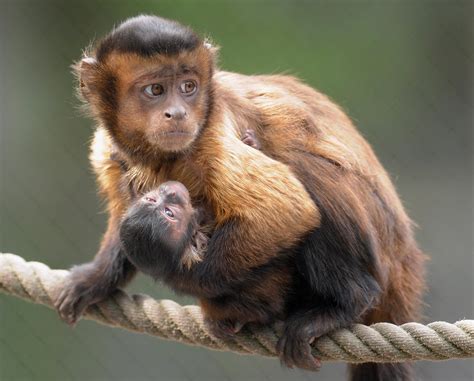 World Monkey Day 2015: Cool Facts, Cute Photos And Ways To ...