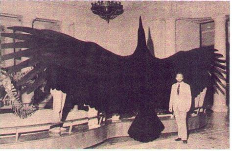 World s Largest Bird Was a Glider | ScienceBlogs