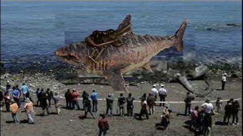 world s LARGEST MEGALODON found DEAD   YouTube