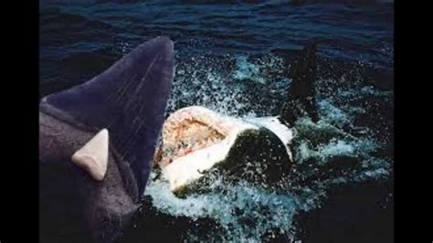 Worlds Largest Shark Ever Caught: The Megalodon Proof and ...