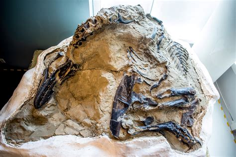 World’s First Complete T Rex Skeleton Finally Revealed To ...