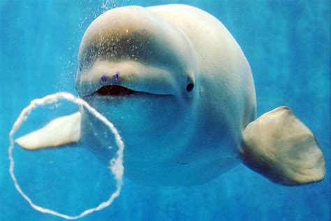 World’s first sanctuary for beluga whales to open in ...