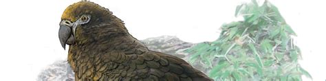World’s largest parrot ‘Squawkzilla’ discovered   Curious