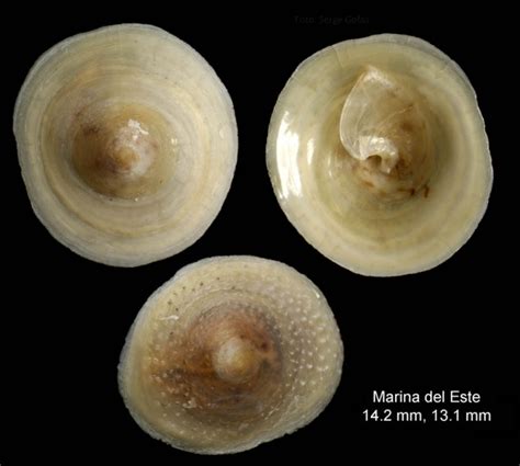 WoRMS   World Register of Marine Species