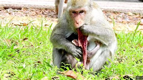 WOW! Monkey Eat Placenta Real Life ST1335 Mono Monkey ...