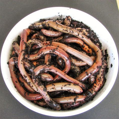 Würmer Dendrobena Dose mit 50 Dendros, 4,50