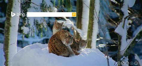 www.bing.fr | Lynx, Animals wild, Animals