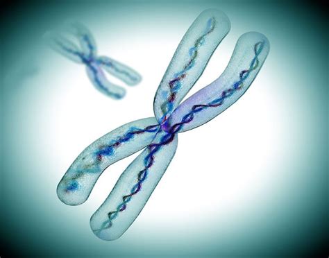 X Chromosome Reactivation Provides a Potential Strategy ...