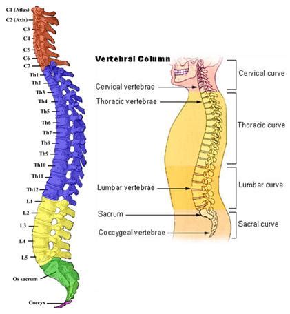 XanaNatura: Vértebras cervicales. Dolor cervical. Bruxismo ...