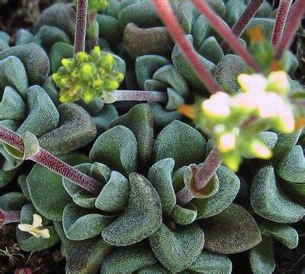 xeralia españa venta suculentas venta online de plantas ...