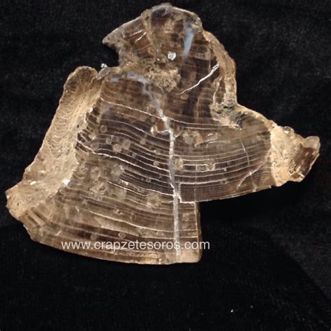 Xilópalo   árbol fósil   de Hunan   China del Cretácico ...
