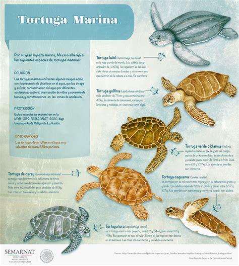 Y siguen las arribazones de tortugas a playas mexicanas | Secretaría de ...