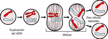 Y UNA TIZA AL CIELO: División celular: Mitosis y Meiosis