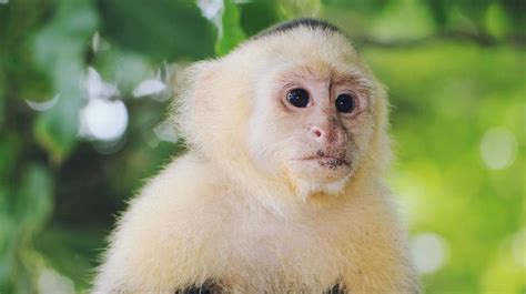 ¡Ya capturaron al mono capuchino! | Nación Rex