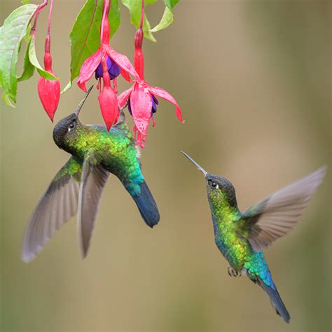 ¿Ya conoces los jardines de colobríes de la UNAM? | Almomento.Mx