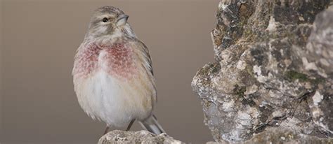Ya no se podrán capturar aves cantoras en Cantabria