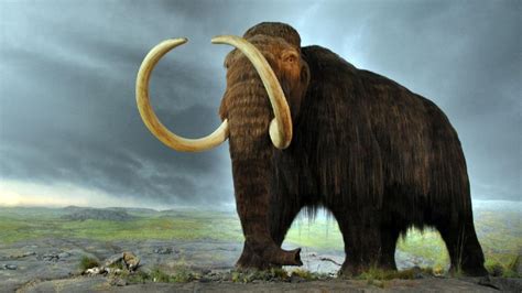 Ya se sabe por qué los mamuts eran gigantes