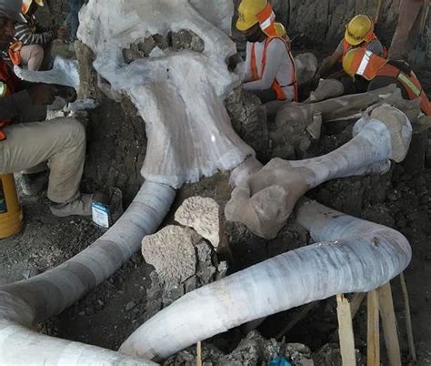 Ya van 200 esqueletos de mamuts encontrados en Santa Lucía: el nuevo ...