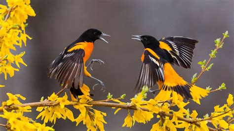 Yellow Black Birds With Open Mouth Are On Yellow Flowers Branch HD ...