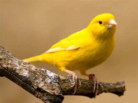 Yellow Canary Facts, Pet Care, Behavior, Diet, Price ...