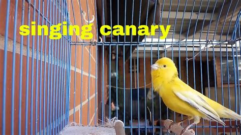 Yellow Canary Pet Singing   Domestic Canary bird singing ...