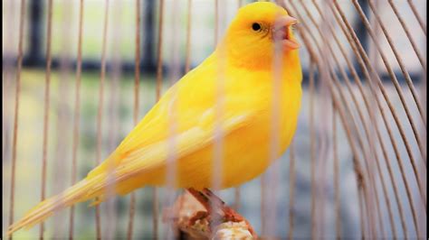 Yellow Canary singing video   Serinus canaria   Canary ...