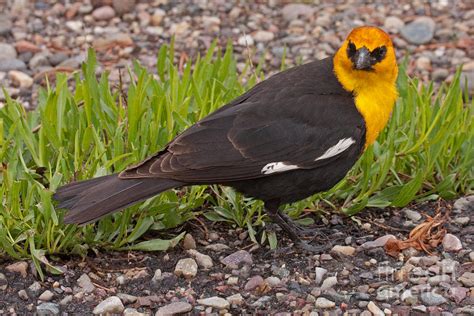 Yellow Headed Black Bird at Willow Flats Photograph by Fred Stearns