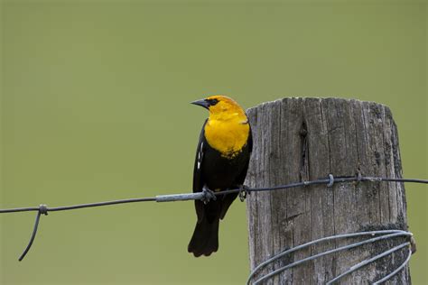 Yellow Headed Black Bird | Black bird, Bird, Wildlife