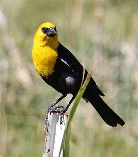 Yellow headed black bird | Pet birds, Beautiful birds, Black bird