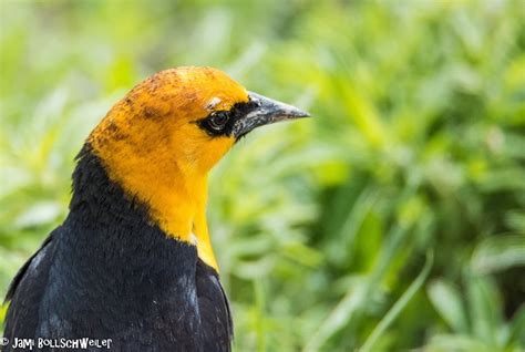 Yellow headed black bird, Utah | Bird photography, Wildlife photography ...