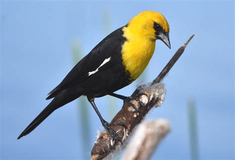 Yellow headed Blackbird   BirdWatching