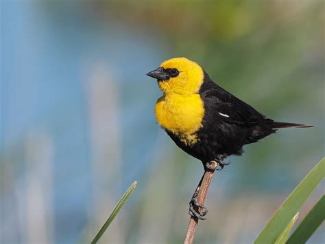 Yellow headed Blackbird | Black bird, Yellow, Headed