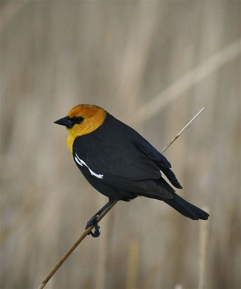 Yellow headed Blackbird by Patrick Esterly on 500px | Black bird, Bird ...