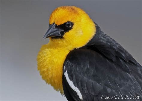 Yellow Headed Blackbird IMG_8570 | Black bird, Colorful birds, Birds