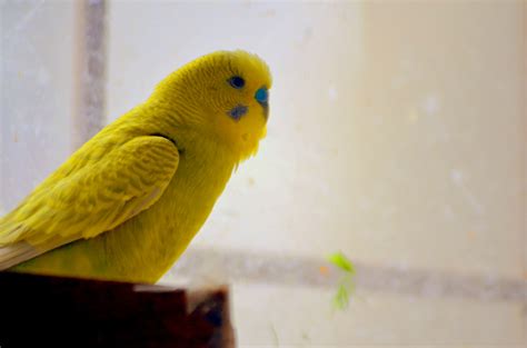 Yellow Parakeet Free Stock Photo   Public Domain Pictures