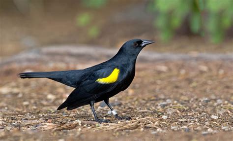 Yellow Shouldered Blackbird B | Black bird, Endangered, Feral cats