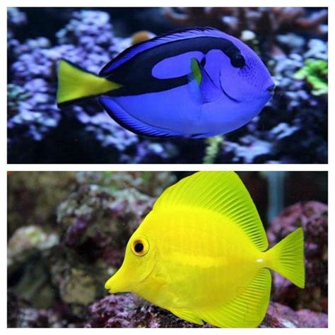 Yellow Tang Small / Blue Hippo Small Package   Saltwater ...