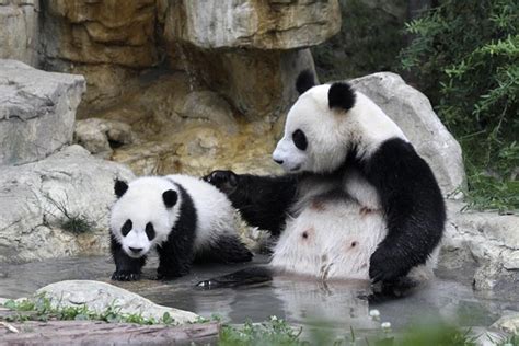 Yes, It’s True, China Is Launching a 24 Hour Panda Cam ...