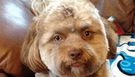 Yogi: el perro con cara de humano que ha enloquecido a las ...