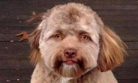 Yogi, el perro con cara de humano, se parece a muchos famosos