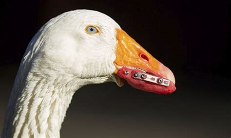 Yorkshire goose gets new beak with same techniques used for false teeth ...