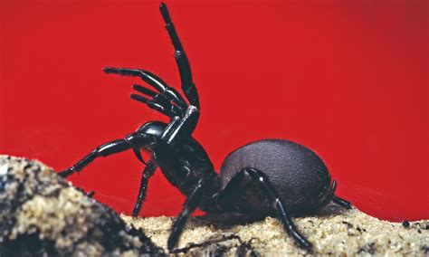 You call that a deadly spider? Australia s funnel web can ...