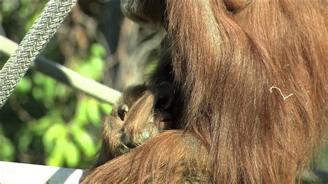 You Will Fall in Love With This Baby Orangutan at the San ...