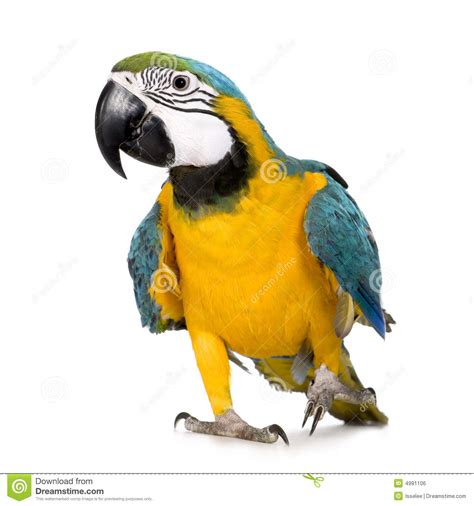 Young Blue and yellow Macaw Stock Photo   Image of ...